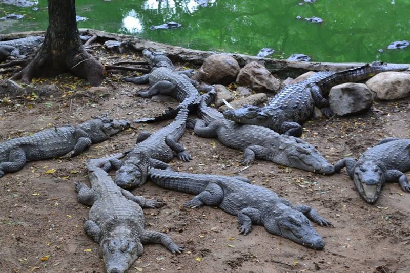 Crocodiles basking in the sun at the Crocodile Park near Dandeli